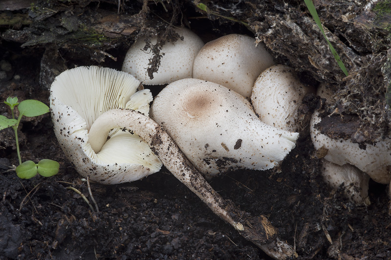 Leucoagaricus meleagris